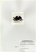 藏品(硬盾果藻)的圖片